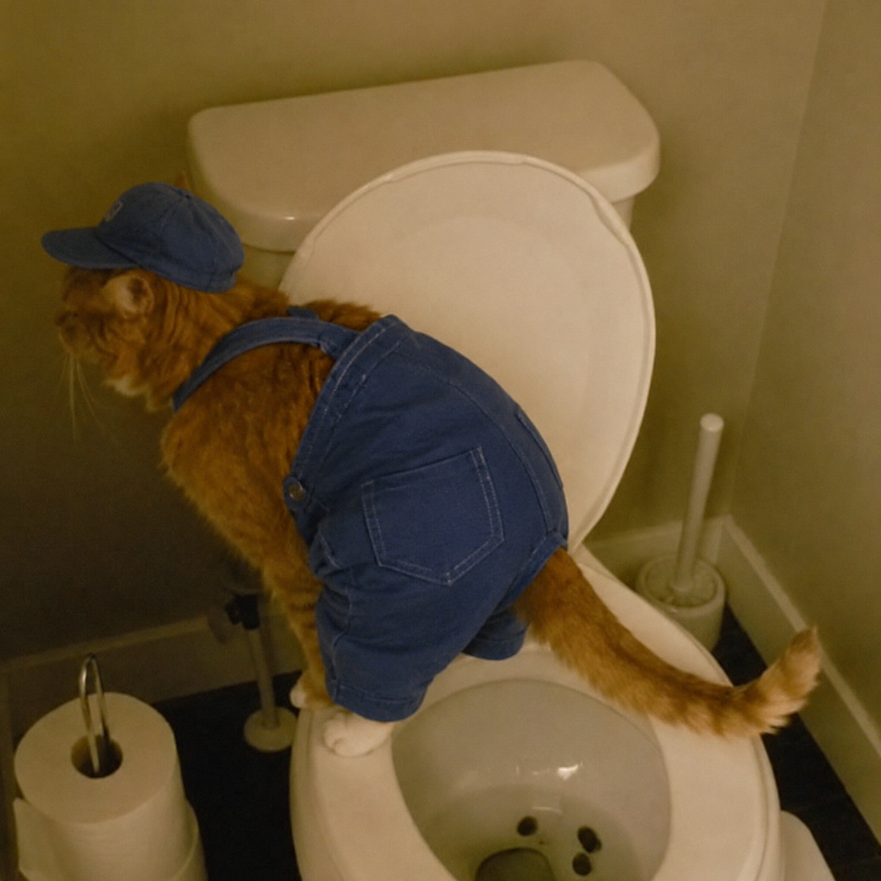 Plumber Cat inspecting a toilet